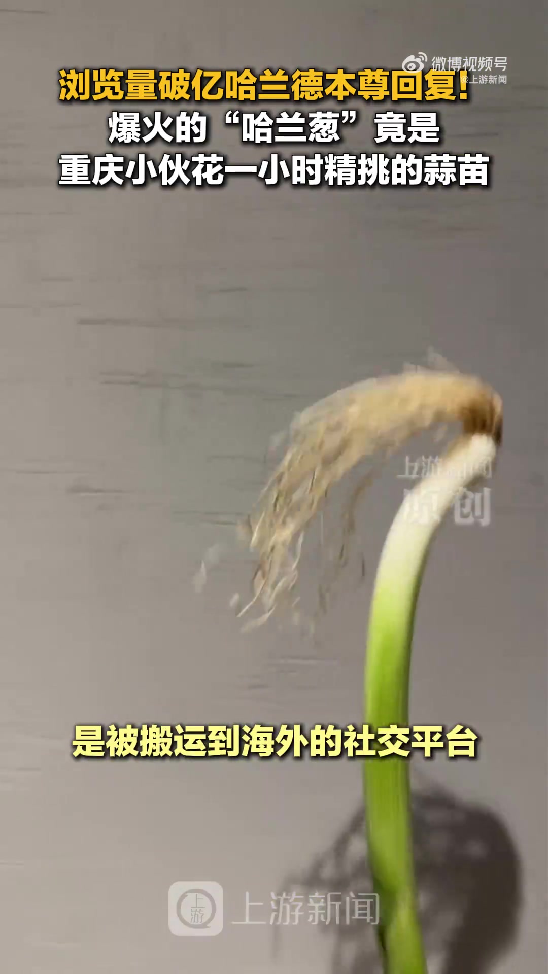 1亿播放量！重庆球迷蒜苗cos哈兰德遭搬运，原作者维权